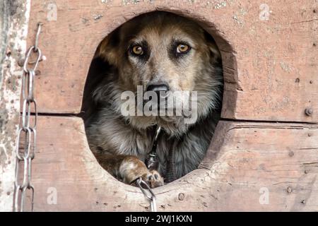 Ein verängstigter, erwachsener Hund schaut aus seiner Hundehütte Stockfoto