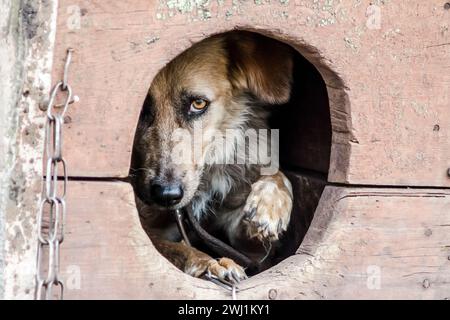 Ein verängstigter, erwachsener Hund schaut aus seiner Hundehütte Stockfoto