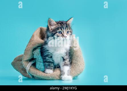 Tabby Kätzchen kommt aus dem Sack auf türkisfarbenem Hintergrund Stockfoto
