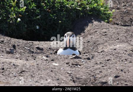 Puffin in einem Loch auf Inner Farne Stockfoto