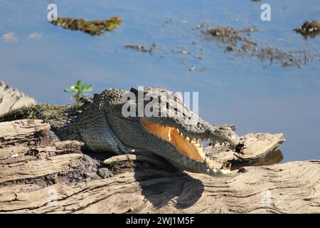 Krokodil im Yellow Water im Kakadu-Nationalpark Stockfoto