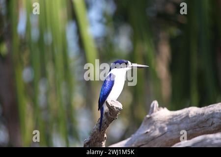 Wald Eisvogel bei Yellow Water in Kakadu Stockfoto