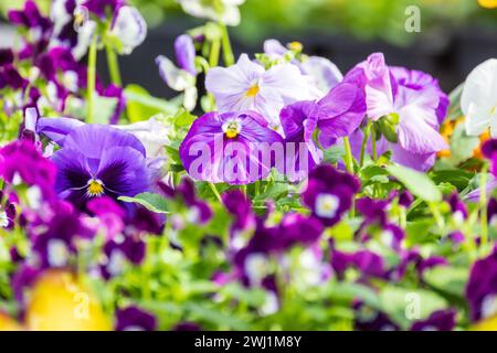 Viola Trikolore, farbenfrohe dekorative Blumen wachsen an einem Sommertag in einem Garten. Makrofoto mit selektivem Weichfokus Stockfoto