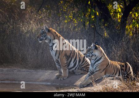 Königlicher bengalischer Tiger, Panthera tigris, Junge, Panna Tiger Reserve, Madhya Pradesh, Indien Stockfoto