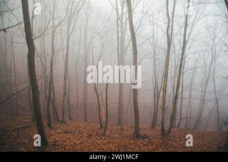 Nebeliger Februarmorgen - Wandern im Naturschutzgebiet Drbákov – Albertovy skály an der Moldau, Tschechien, Europa Stockfoto