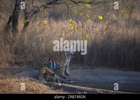 Königlicher bengalischer Tiger, Panthera tigris, Junge, Panna Tiger Reserve, Madhya Pradesh, Indien Stockfoto