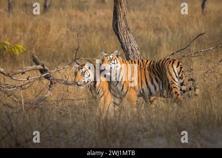 Königlicher bengalischer Tiger, Panthera tigris, Junge, Panna Tiger Reserve, Madhya Pradesh, Indien Stockfoto