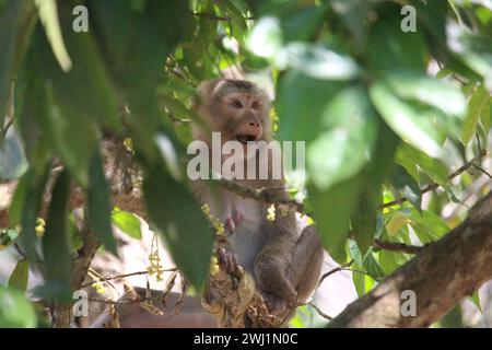 Schweineschwanzmakaken im Khao Yai Nationalpark, Thailand Stockfoto