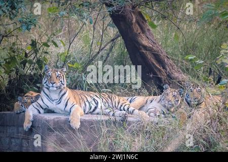 Königlicher bengalischer Tiger, Panthera tigris, Junge, Panna Tiger Reserve, Madhya Pradesh, Indien Stockfoto