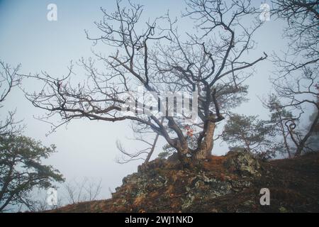 Nebeliger Februarmorgen - Wandern im Naturschutzgebiet Drbákov – Albertovy skály an der Moldau, Tschechien, Europa Stockfoto