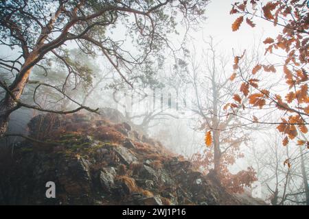 Nebeliger Februarmorgen - Wandern im Naturschutzgebiet Drbákov – Albertovy skály an der Moldau, Tschechien, Europa Stockfoto