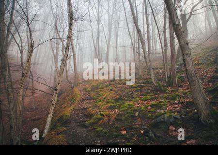 Nebeliger Februarmorgen - Wandern im Naturschutzgebiet Drbákov – Albertovy skály an der Moldau, Tschechien, Europa Stockfoto