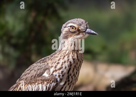 Der meist nachtaktive Buschstein-Brach oder Buschdickknie (Burhinus grallarius), der hier tagsüber zu sehen ist. Die Vögel werden auch als Südbus bezeichnet Stockfoto