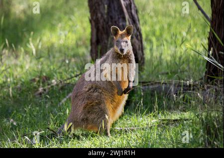 Ein schüchternes Sumpfwallaby (Wallabia bicolor), auch bekannt als schwarzes Wallaby, hält ein wachsames Auge aus. Das kleine Beuteltier, das in Australien gefunden wurde, hat eine Besonderheit Stockfoto