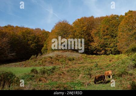 Domestizierte Kühe, die im Herbst auf Grünwiesen weiden Stockfoto