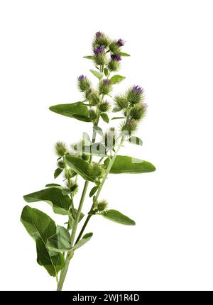 Arctium minus, Common Burdock, zeigt eine Gruppe lila Blumenköpfe, die auf weißem Hintergrund aufgenommen wurden Stockfoto