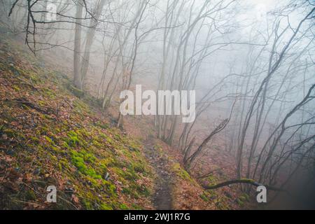 Nebeliger Februarmorgen - Wandern im Naturschutzgebiet Drbákov – Albertovy skály an der Moldau, Tschechien, Europa Stockfoto