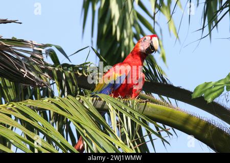 Wilder Scharlach, der in Palmen sitzt, Manuel Antonio, Costa Rica Stockfoto