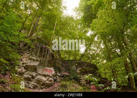 Majestätische Pine Forest Serenity: Aus der Vogelperspektive hoch aufragende Bäume inmitten der bergigen Landschaft. Alpines Paradies: Leuchtende Herbstfarben im Bergwald Stockfoto