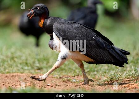 Junger Königsgeier (Sarcoramphus Papa) aus Laguna de Lagarto, Costa Rica. Stockfoto