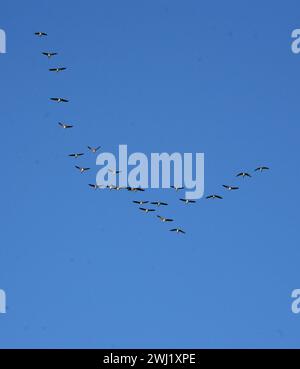 KANADISCHE GÄNSE in V-Formation bei Herbstwanderung Stockfoto