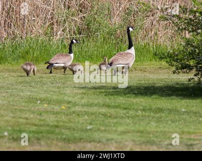 KANADISCHE GÄNSE Branta canadensis Paar mit Küken Stockfoto