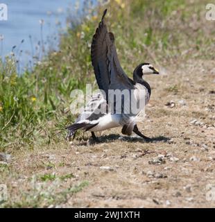 BARNACLE GANS Branta leucopsis Stockfoto