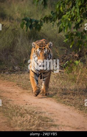 Königlicher bengalischer Tiger, Panthera tigris, männlich, Panna Tiger Reserve, Madhya Pradesh, Indien Stockfoto