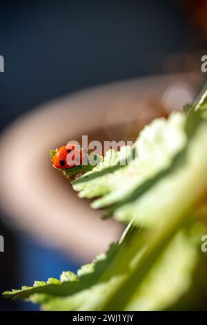 UK. England, Walsall. Bild von Shaun Fellows / Alamy News. 12/02/2024 . Marienkäfer (Coccinellidae Beetle) 7 Spot, der zu Beginn der Saison in einem Garten in Walsall, West Midlands, gesichtet wurde. Sie werden in der Regel erst Mitte märz auf der Suche nach Nahrung gesehen. Stockfoto