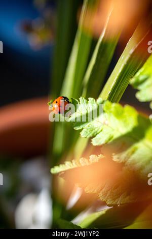 UK. England, Walsall. Bild von Shaun Fellows / Alamy News. 12/02/2024 . Marienkäfer (Coccinellidae Beetle) 7 Spot, der zu Beginn der Saison in einem Garten in Walsall, West Midlands, gesichtet wurde. Sie werden in der Regel erst Mitte märz auf der Suche nach Nahrung gesehen. Stockfoto