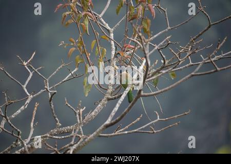 Ein großer Barbet in einem Baum vor grünem Waldgrund. Stockfoto