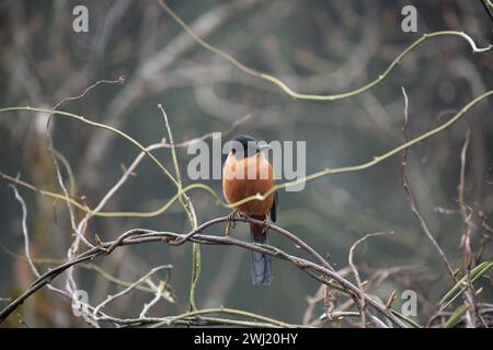 Eine ruchige Sibia, die auf einem Baum ohne Blätter steht. Stockfoto