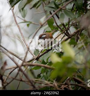 Eine weiß-Brauen-Fulvetta, die auf einem Zweig im Baumdach thront. Stockfoto