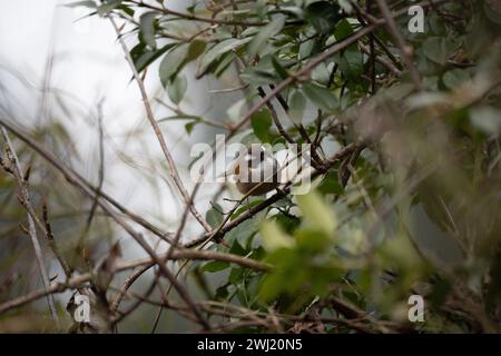 Eine weiß-Brauen-Fulvetta, die auf einem Zweig im Baumdach thront. Stockfoto
