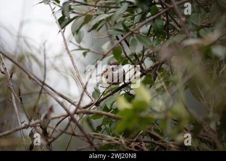 Eine weiß-Brauen-Fulvetta, die auf einem Zweig im Baumdach thront. Stockfoto