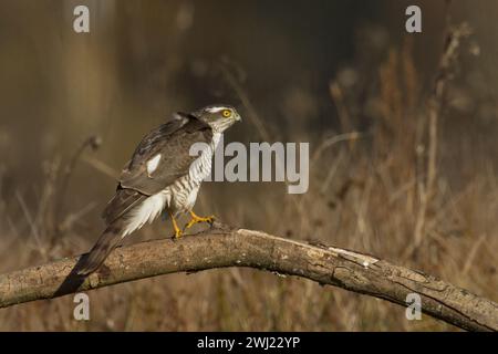 Raubvögel Sparrowhawk Accipiter nisus, Jagdzeitvogel auf dem Ast, Polen Europa Stockfoto