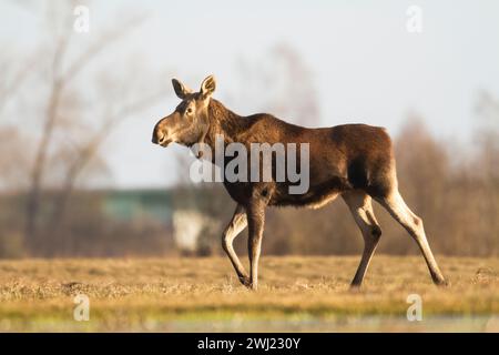 Säugetiere Elch ( Alces alces ) Nordpolen, Europa Stockfoto