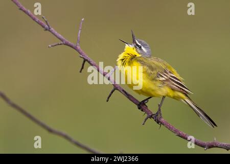 Kleiner Vogel Gelber Wagtail sitzt auf Baum männlich Motacilla flava Stockfoto