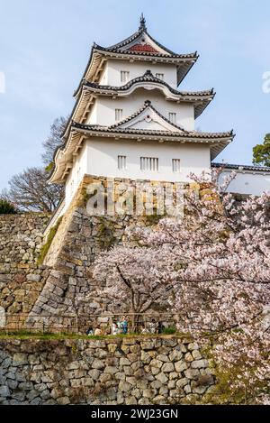 Schloss Akashi in Japan. Der Hitsujisaru Yagura, ein Turm auf seiner ishigaki-Steinbasis, der über den Kirschblüten in voller Blüte im Frühling thront. Stockfoto