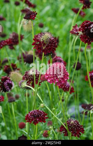 Scabiosa atropurpurea Black Knight, Scabious Black Knight, ausdauernd, doppelt, Nadelkissen, dunkelviolette Blüten Stockfoto