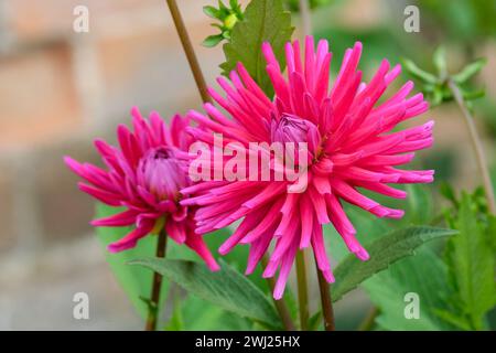 Dahlia Purple Juwel, Halbkaktus ausdauernd, leuchtend violette Blüten, gesteppte Blüten Stockfoto