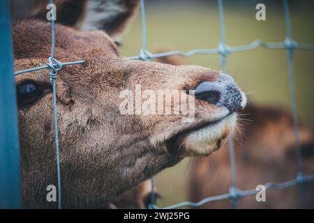 Weibliche Rothirsch (Cervus Elaphus) Stockfoto