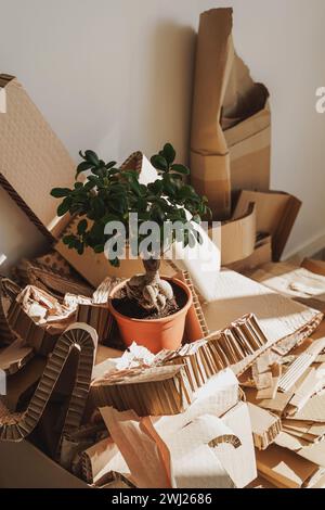 Stapel von Kartonabfällen und Ficus-Topfpflanzen zu Hause. Konzepte des Papierrecyclings und der Abfallsortierung und der Baumrettung Stockfoto