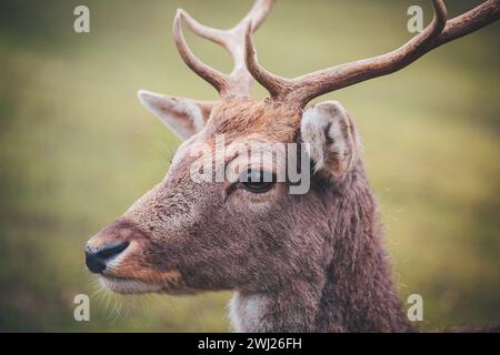 Hirschbock in Gefangenschaft (Dama dama) Stockfoto