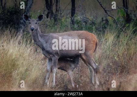 Sambarhirsch, Rusa einfarbig, weibliches Hirsch, Rehkitz, Madhya Pradesh, Indien Stockfoto