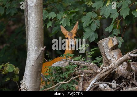 Weibliches Rotwild, das in die Kamera schaut. Umgeben von Bäumen und Laub. Erschossen in Schweden, Skandinavien Stockfoto