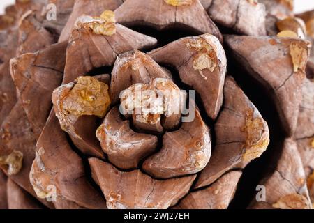 Nahaufnahme der Blätter eines Coulter-Pinecone mit fibonacci-Spiralen Stockfoto