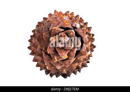 Nahaufnahme der Blätter eines Coulter-Pinecone mit fibonacci-Spiralen Stockfoto