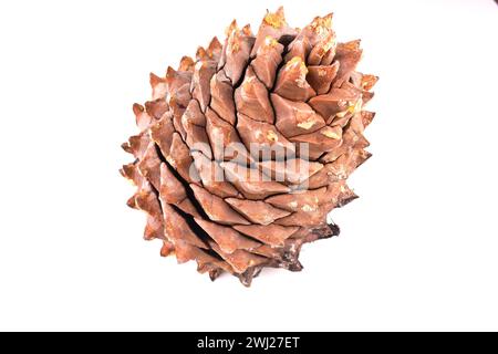 Nahaufnahme der Blätter eines Coulter-Pinecone mit fibonacci-Spiralen Stockfoto