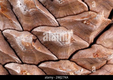 Nahaufnahme der Blätter eines Coulter-Pinecone mit fibonacci-Spiralen Stockfoto